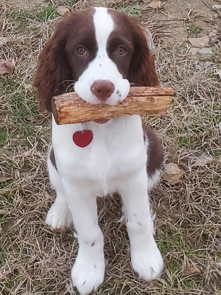 a brown and white dog holding a stick in its mouth