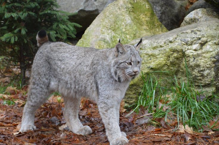 a small gray cat standing on top of leaf covered ground next to rocks and trees