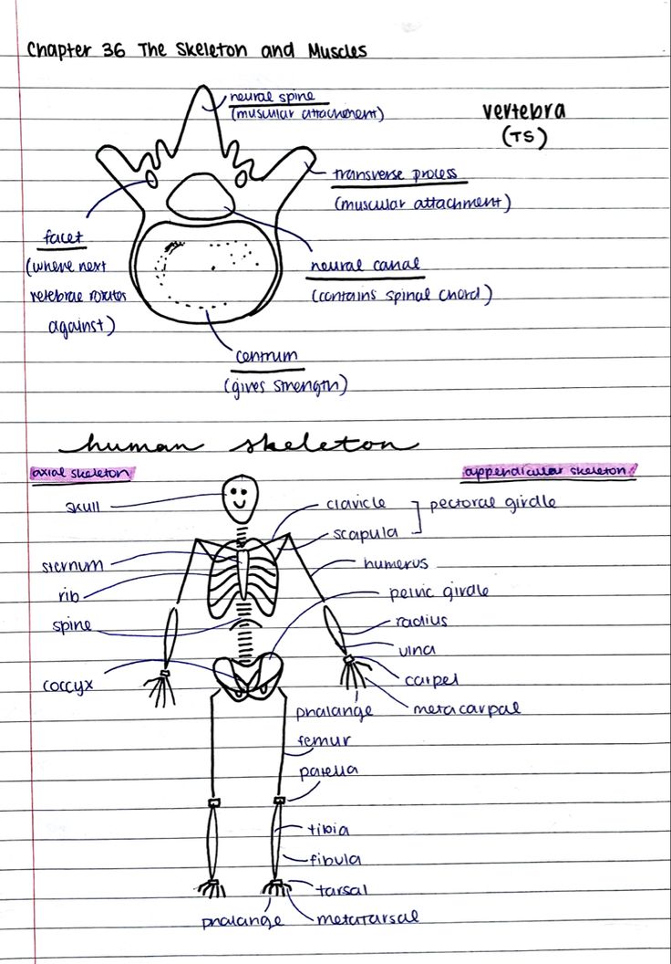 Hand Drawn Diagram of Human Body and Skeleton