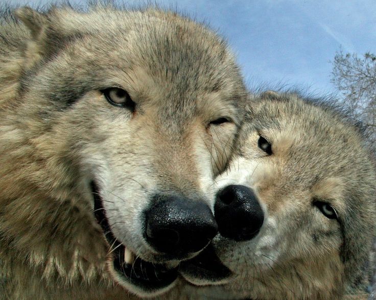 Click here to support Wolf Mountain - The 30 Yr Old Dream by Wolf ...