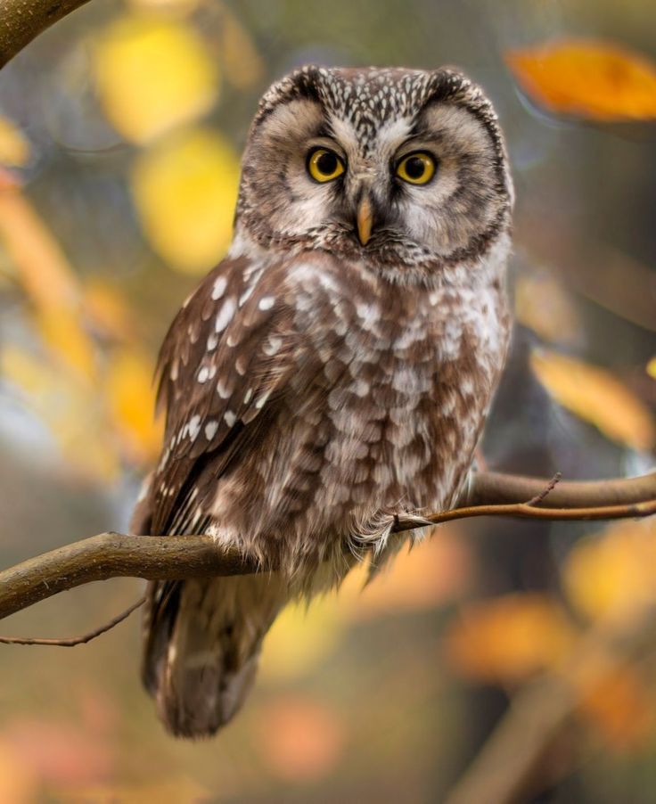 an owl sitting on top of a tree branch with yellow leaves in the back ground