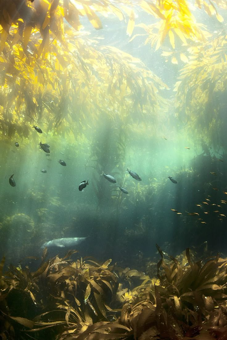 an underwater view of fish swimming in the water with plants and trees around it,