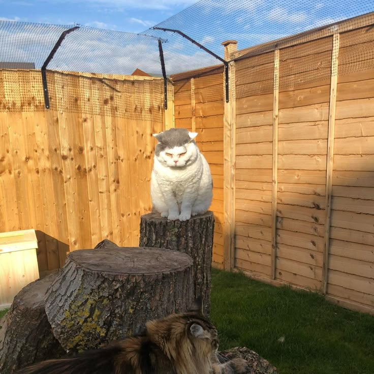 a cat sitting on top of a tree stump in a fenced in area next to a dog