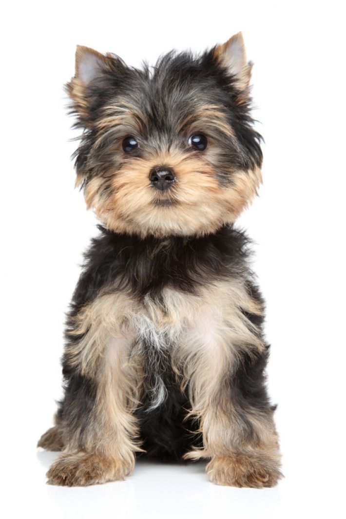 Photo Yorkshire Terrier Yorkshire Terrier Puppies Yorkshire Terrier Grooming Yorkshire Terrier Haircut