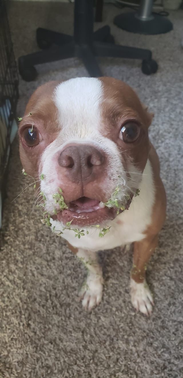 a brown and white dog is eating some food