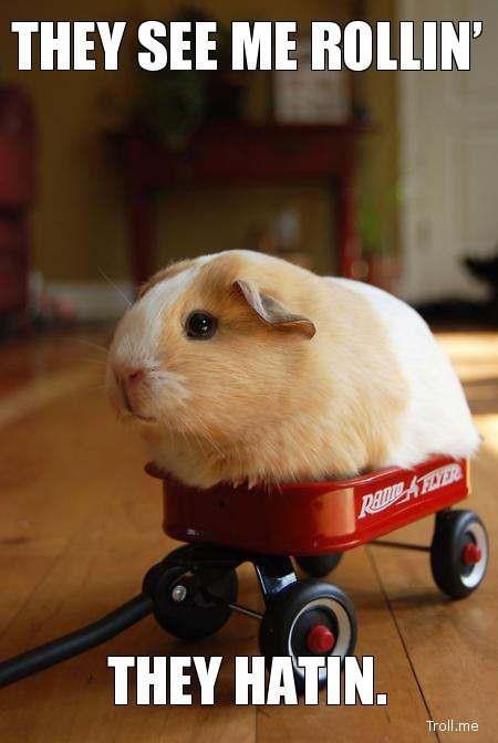 a guinea pig sitting on top of a red wagon