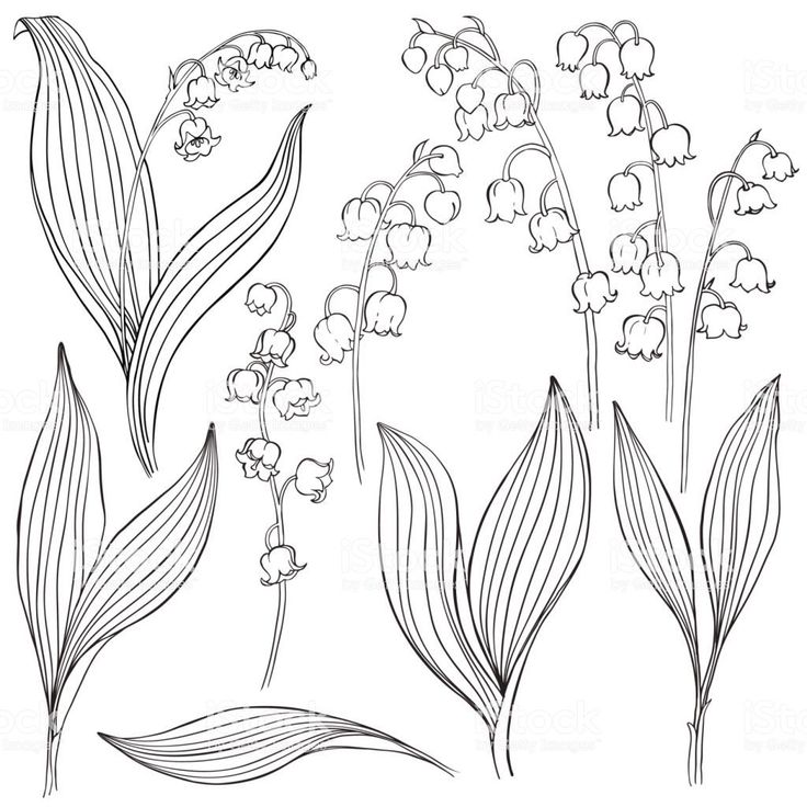 lily of the valley flowers with leaves and buds on white background royalty - art illustration