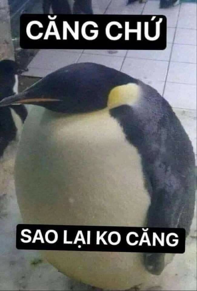 a penguin is sitting on top of a ball with the words cang chu above it