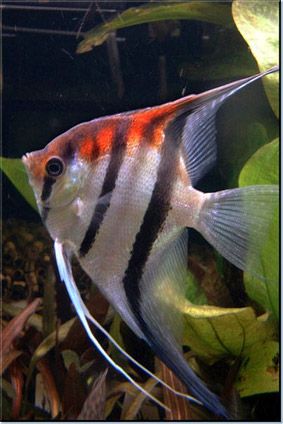 an orange and black striped fish is swimming in the water next to some green plants