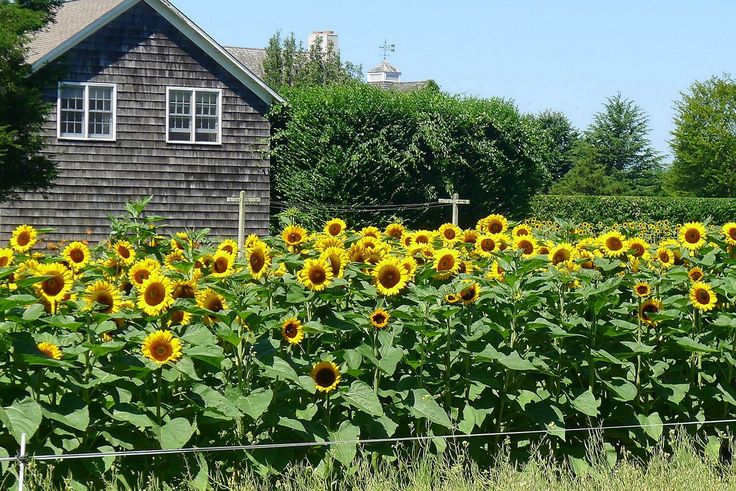 a large field of sunflowers in front of a house