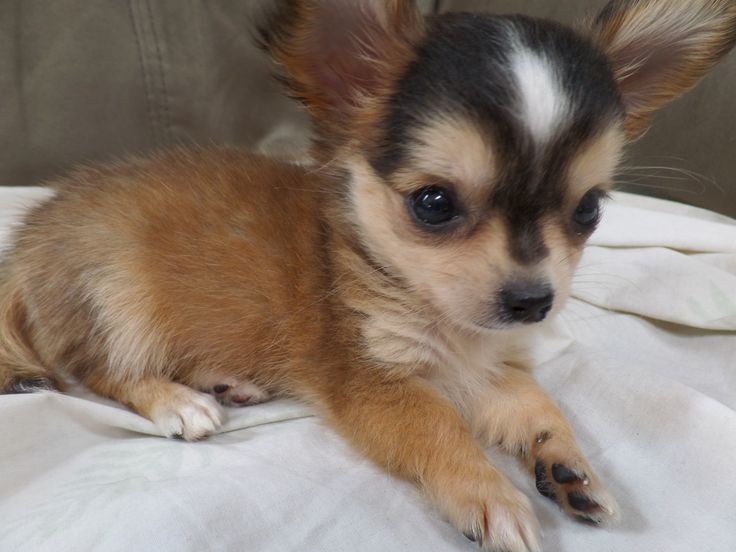 a small dog laying on top of a white blanket