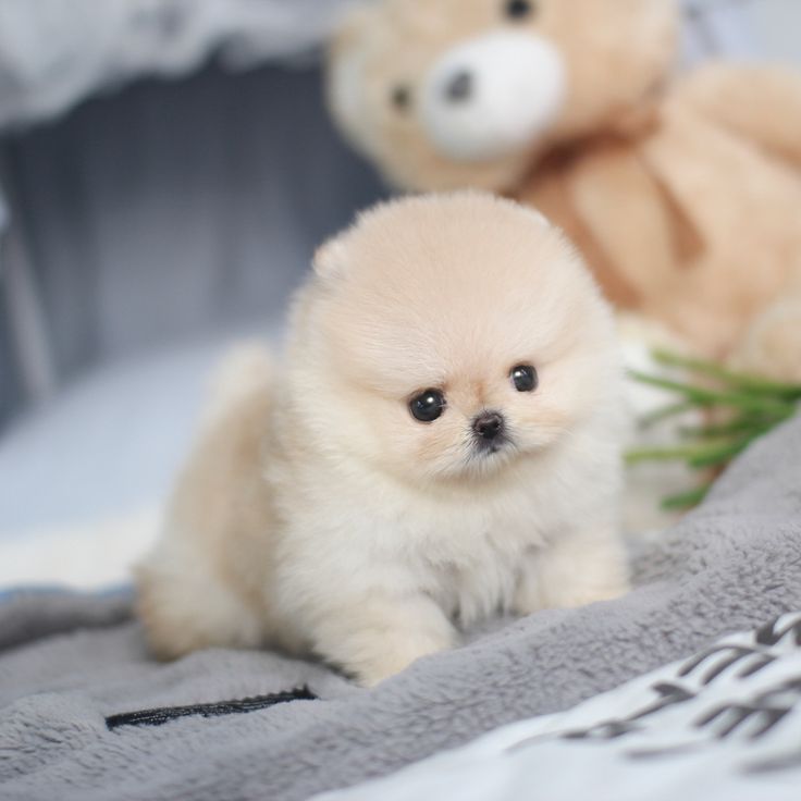 a small white dog sitting next to a teddy bear