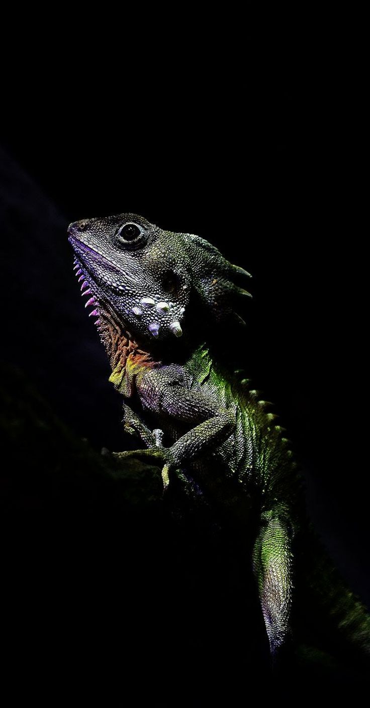 an iguana sitting on top of a tree branch in the dark with its mouth open