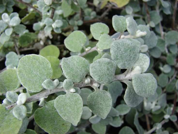 small green leaves with white tips on them are seen in this close - up photo