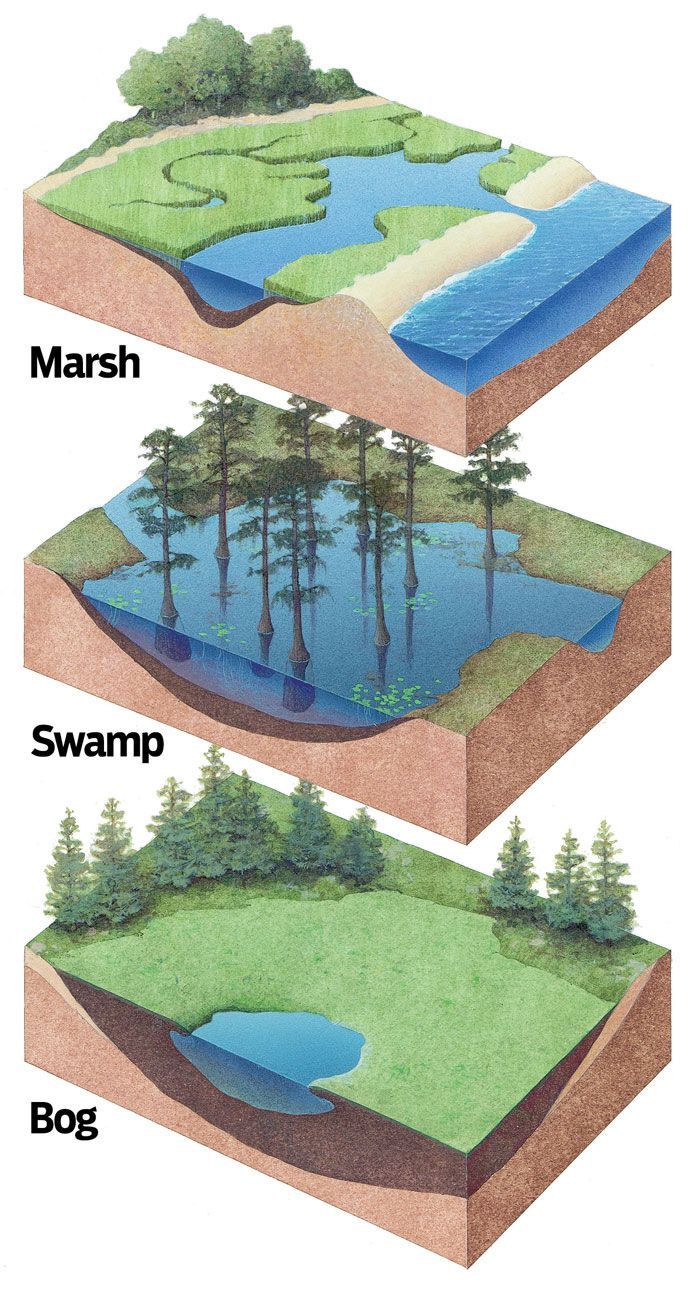 three different types of water and landforms with trees on the shore, marsh, swamp, and bog