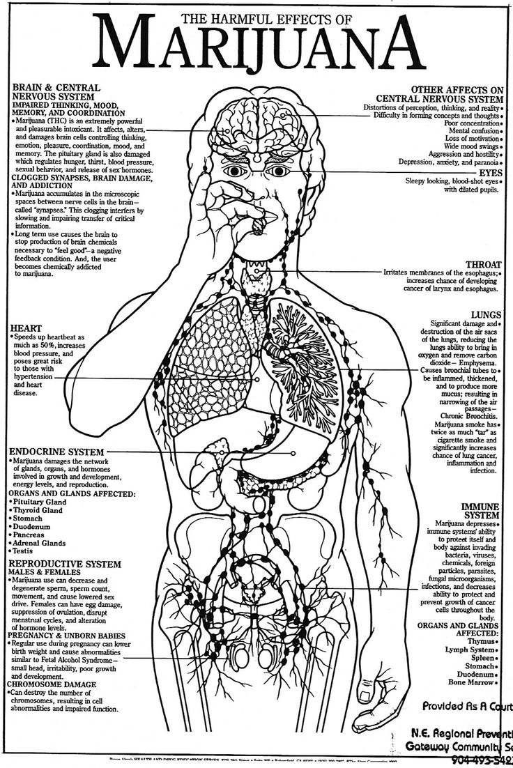 Brain And Drug Addiction Worksheets image.