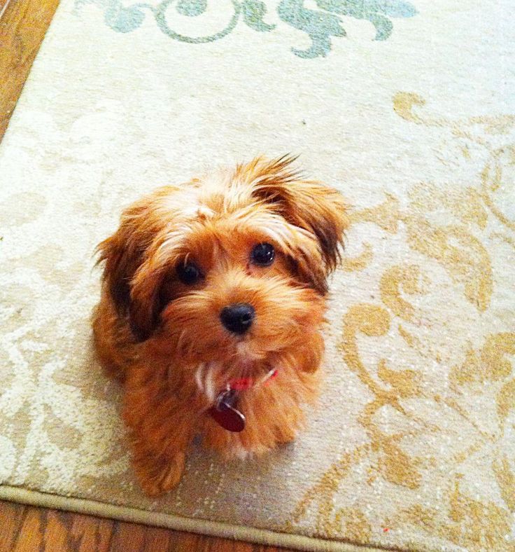 a small brown dog sitting on top of a rug