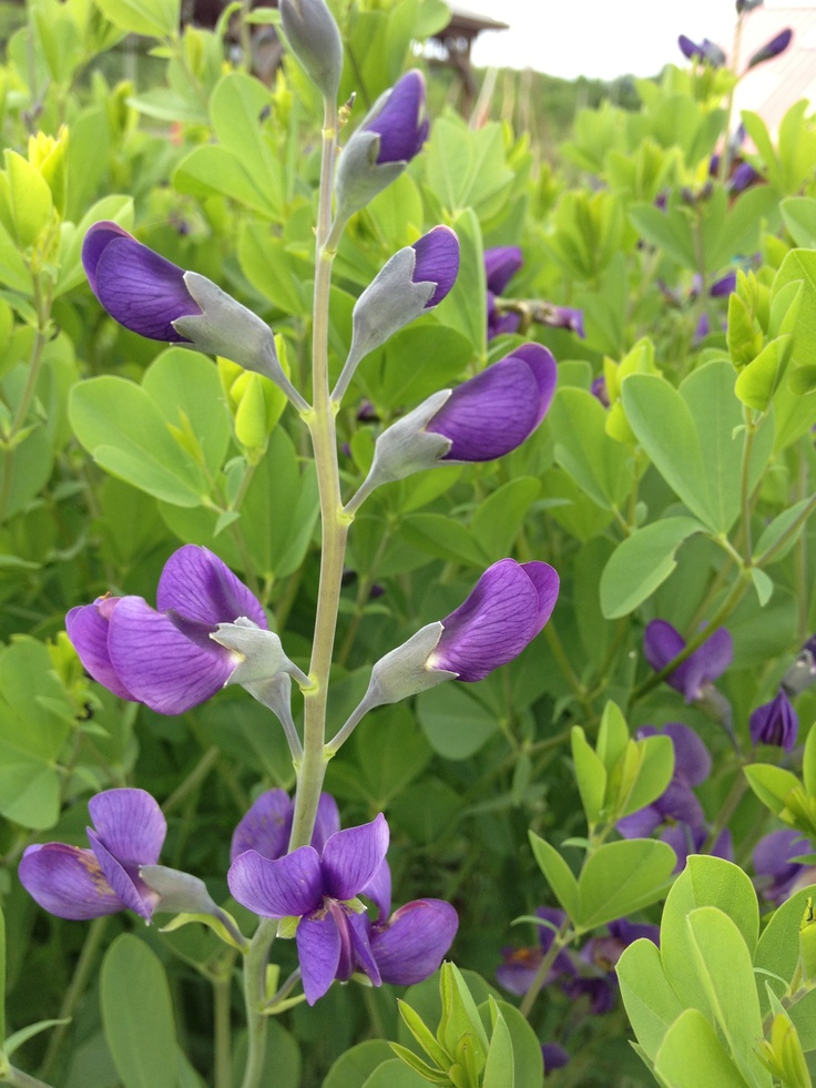 purple flowers with green leaves in the background