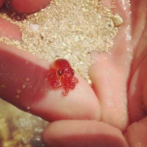 a close up of a baby octopus in the sand