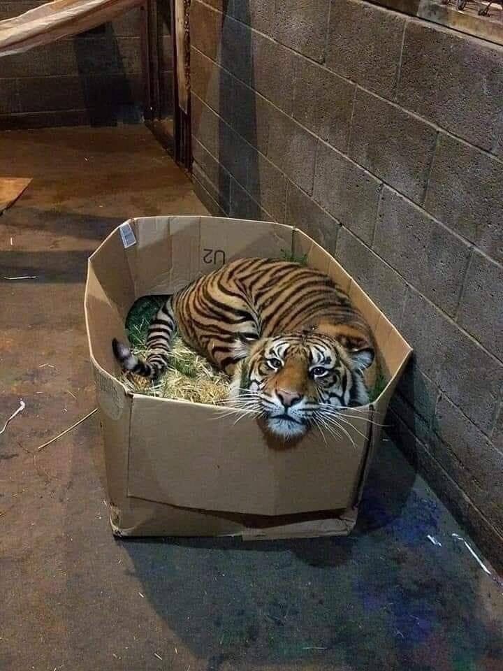 a tiger laying in a cardboard box on the ground