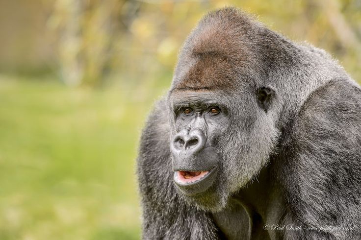 a close up of a gorilla with grass in the back ground and trees in the background