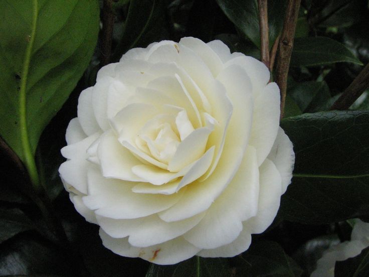 a large white flower with green leaves around it's edges and the words monorovia above it