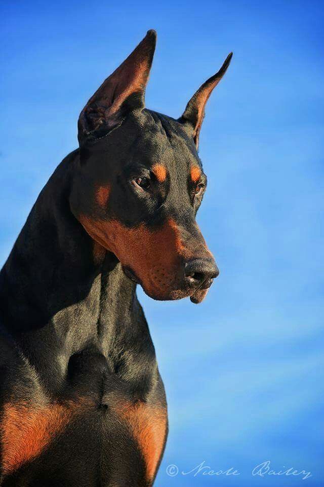 a black and brown doberman standing in front of a blue sky