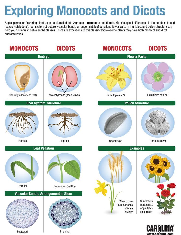 Comparing Monocots And Dicots Worksheets