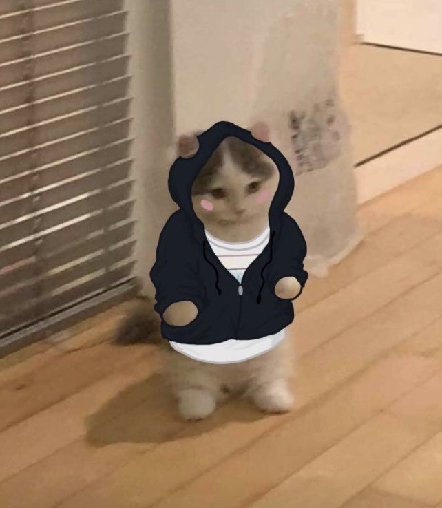 a cat wearing a hoodie standing on the floor