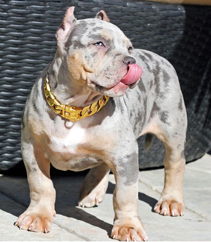 a gray and white dog standing on top of a sidewalk