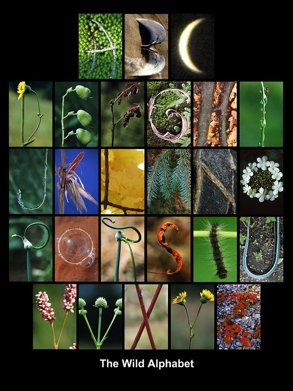 the wild alphabet is shown in many different pictures