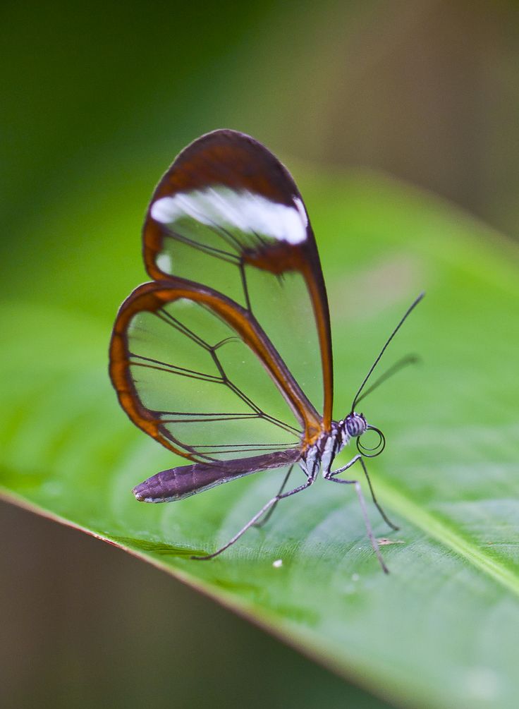 https://upload.wikimedia.org/wikipedia/commons/1/13/Mariposa_de_cristal ...