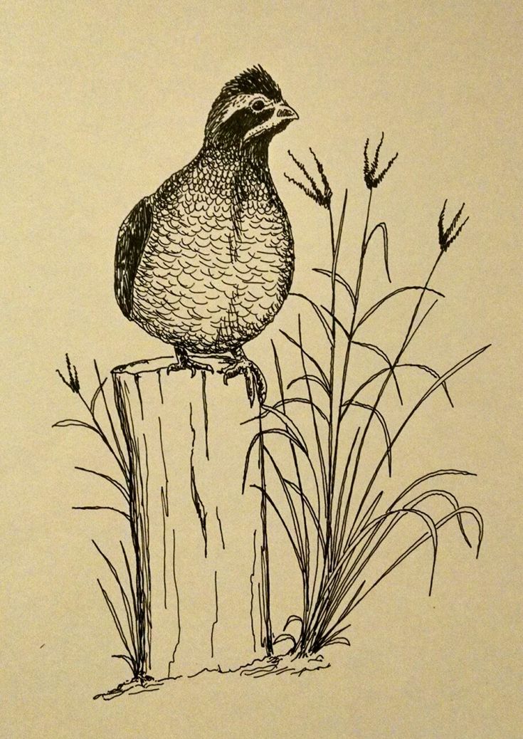 a drawing of a bird sitting on top of a wooden post next to tall grass