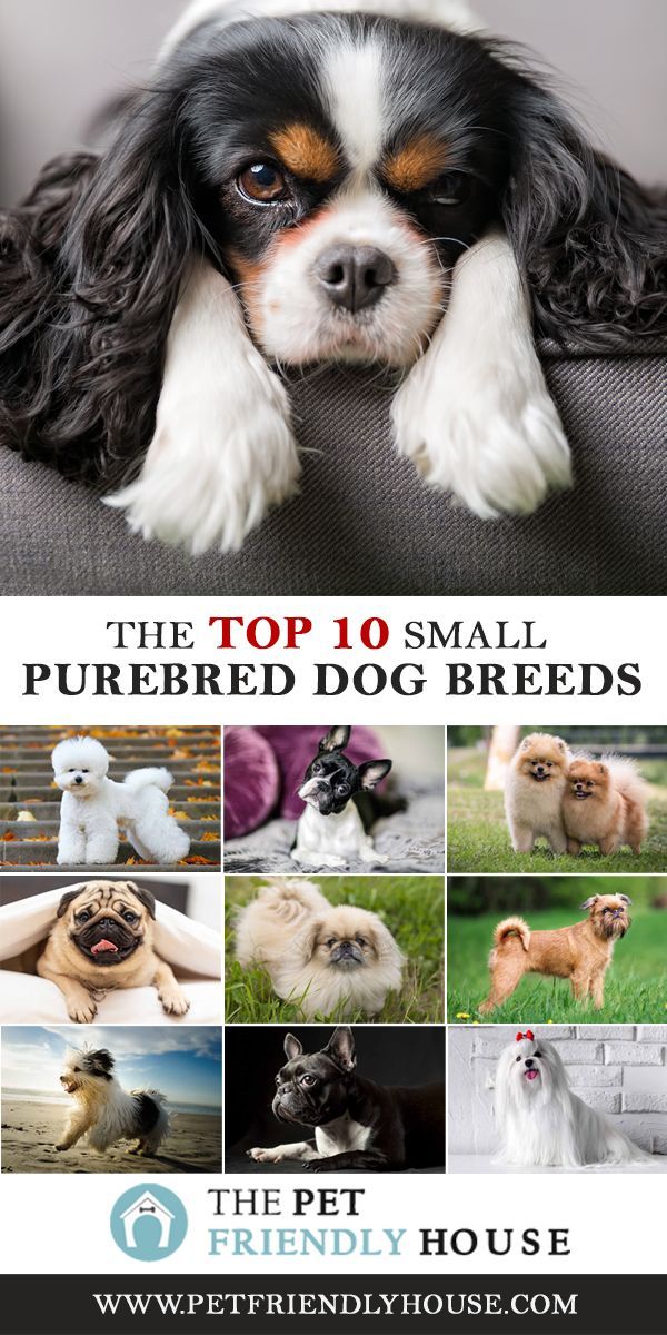 the top 10 small purebreed dog breeds in the pet friendly house info sheet