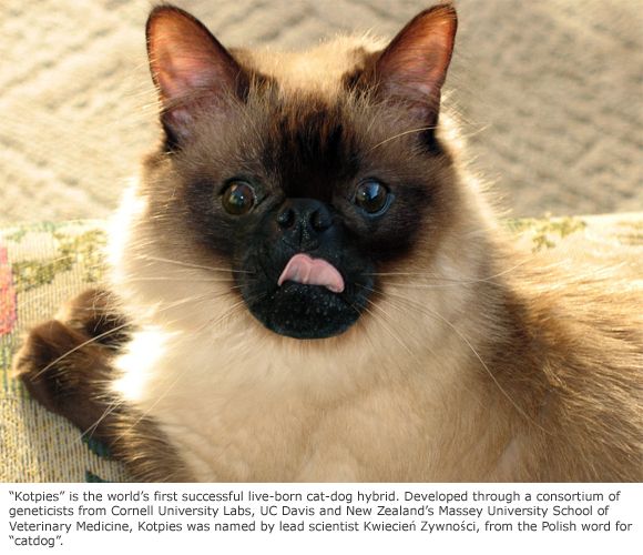 a siamese cat with its tongue hanging out