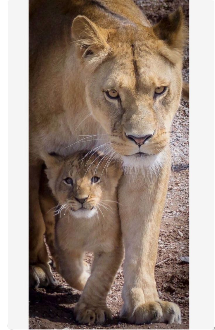 a lion and its cub are walking together