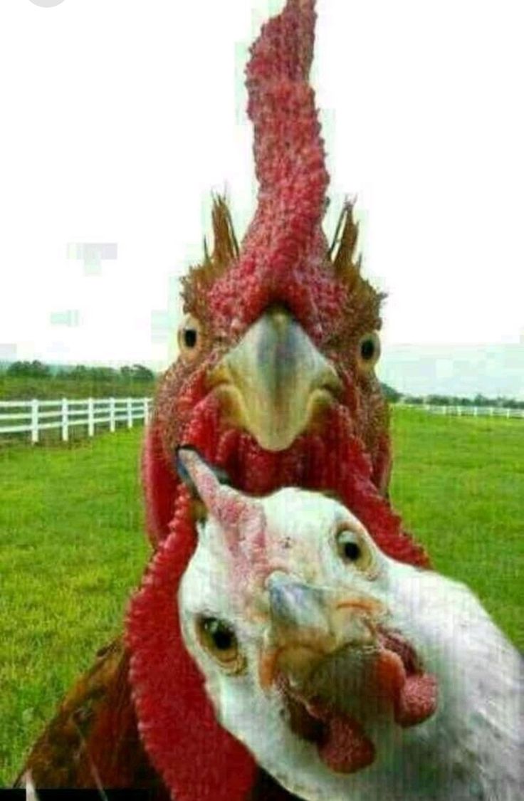 two roosters with their heads turned to look like they are looking at the camera