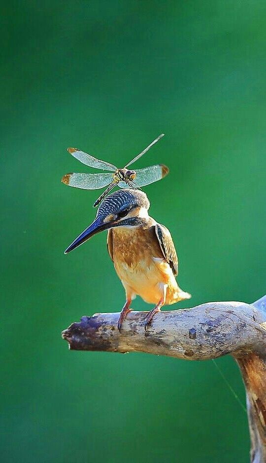 a bird sitting on top of a branch with a dragonfly perched on it's head