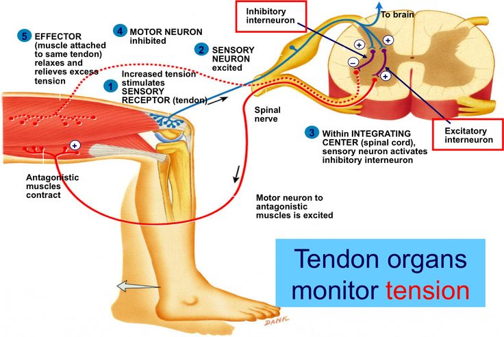 golgi tendon reflex - Google Search Motor Neuron, Spinal Nerve, Spinal Cord, Neurology, Neuroscience, Nerve, Nervous System, Anatomy, Google Search