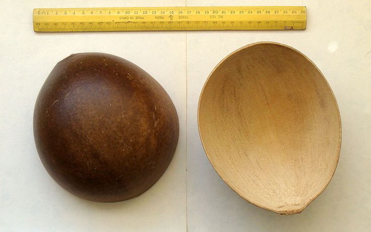 two wooden spoons next to a measuring tape and an egg on a white surface