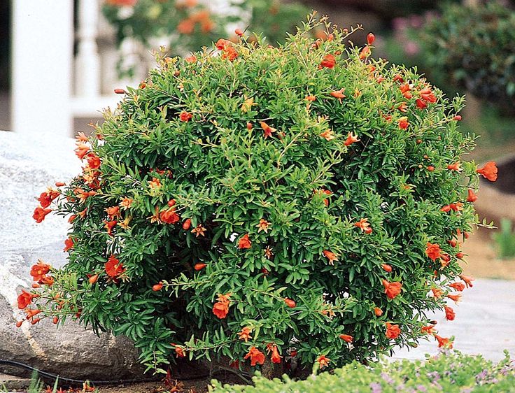 an orange bush with red flowers in front of a rock