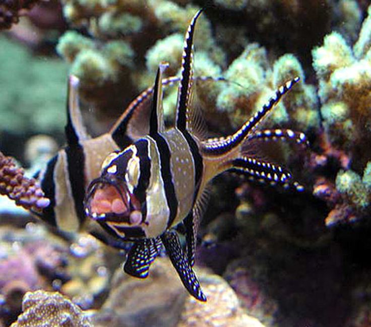 a fish that is swimming in the water near some corals and other sea life