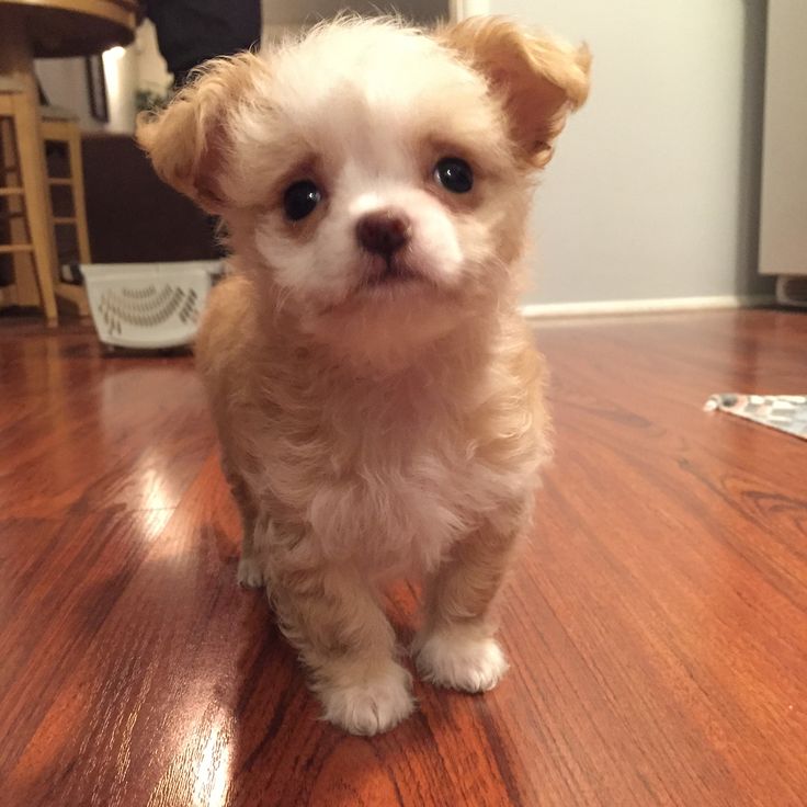 a small white dog sitting on top of a wooden floor