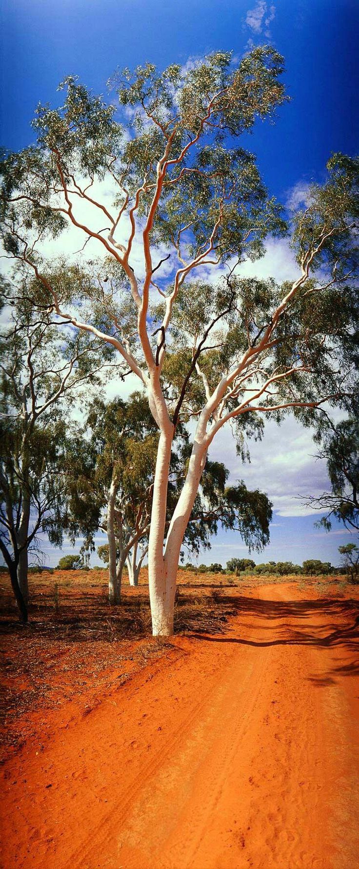 a dirt road with trees on both sides and blue sky in the backgroud