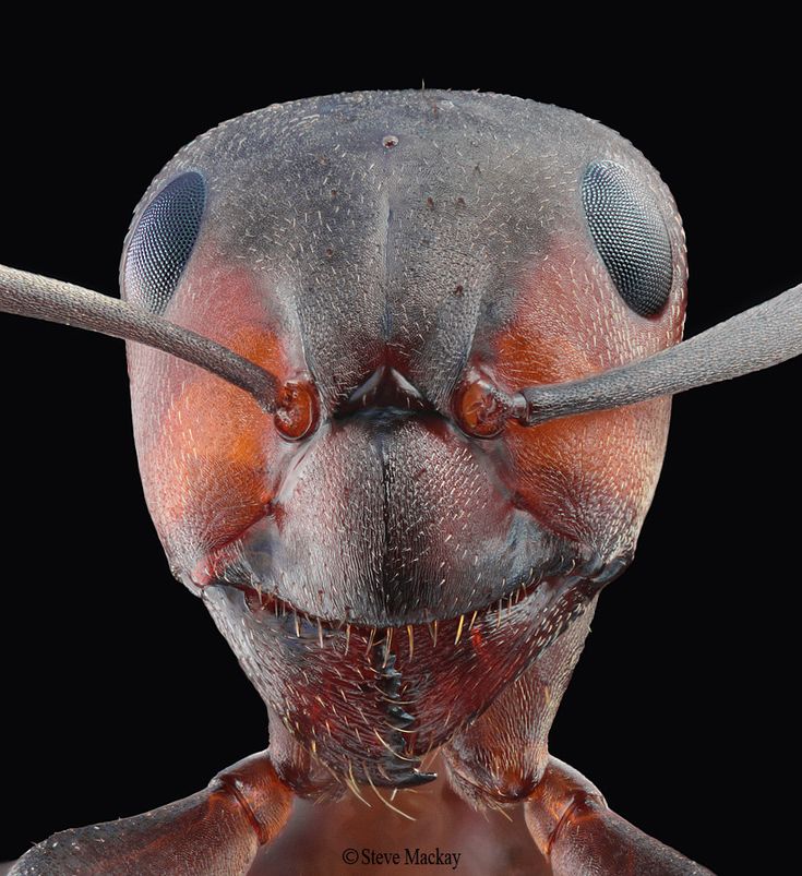 a close up view of an insect's head with long legs and large eyes