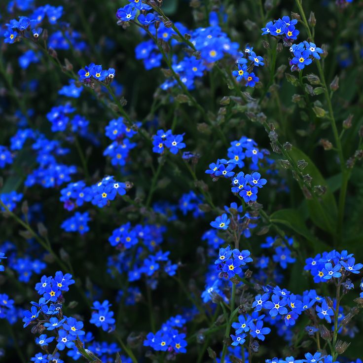 small blue flowers with green leaves in the background