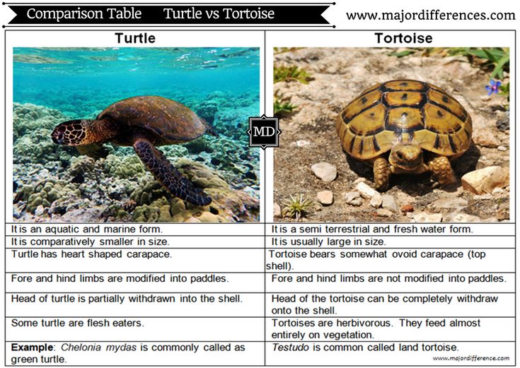 two different types of turtles on the ocean floor, one is turtle and the other is turtle