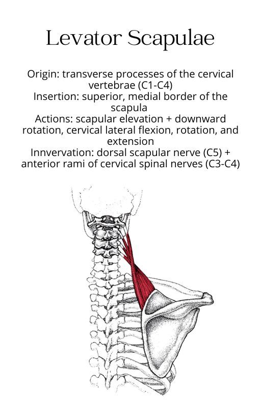 Levator Scapulae Muscle Chart - Anatomy + Physiology | Basic anatomy ...