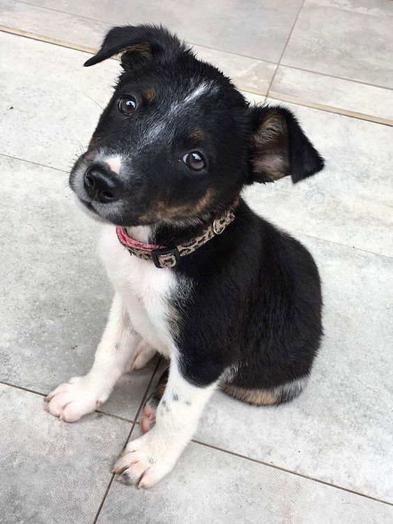 a small black and white dog sitting on top of a tile floor