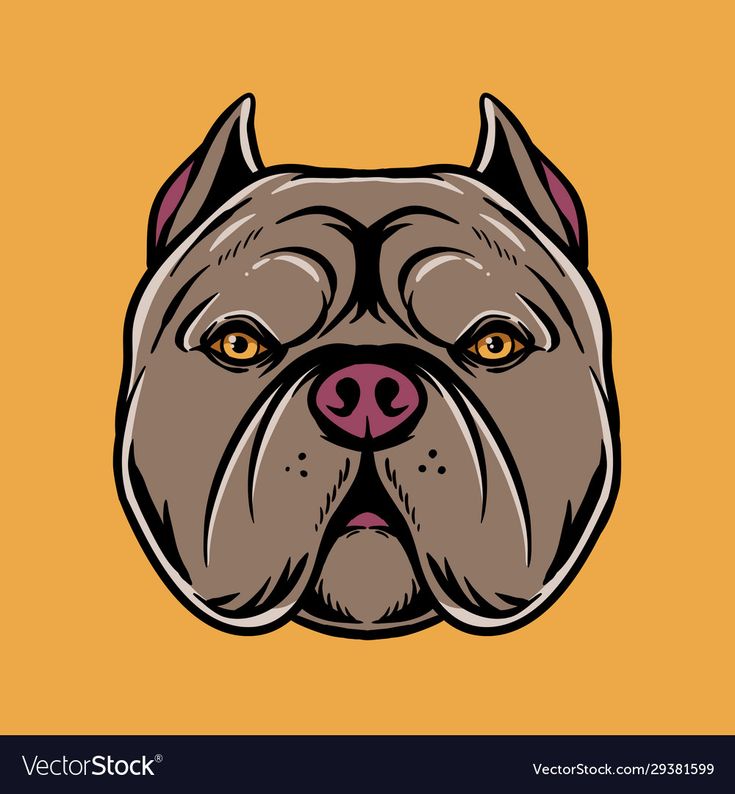 Pitbull Head Vector